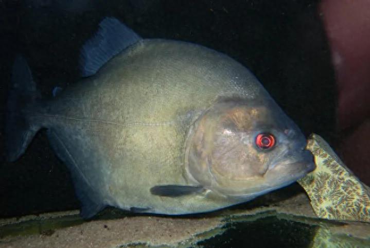 亚马逊食人鱼如此强大,未曾大量泛滥?其实它们也是猎物