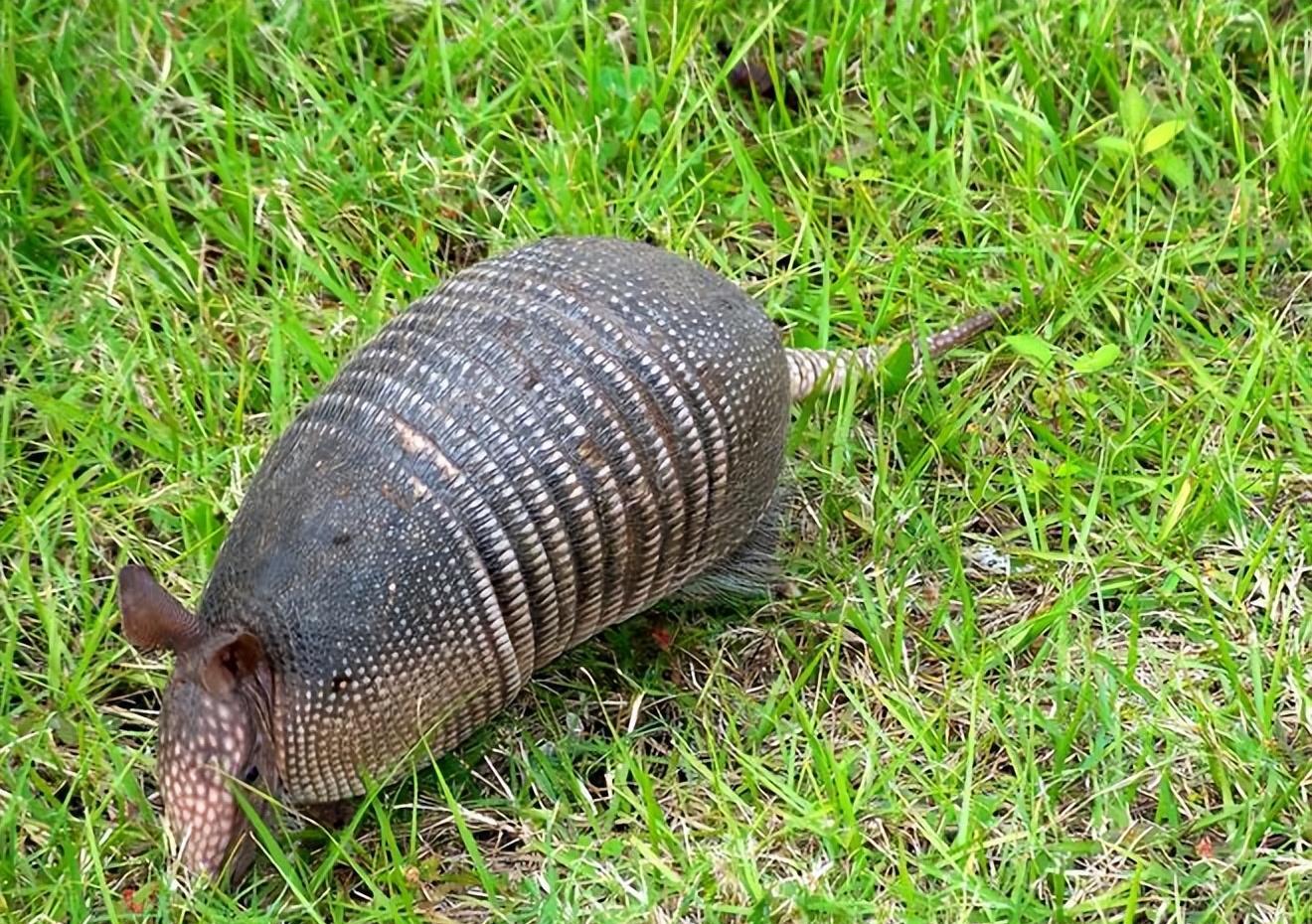 犰狳,巴西世界杯吉祥物,长相酷似穿山甲,同样遭人捕杀