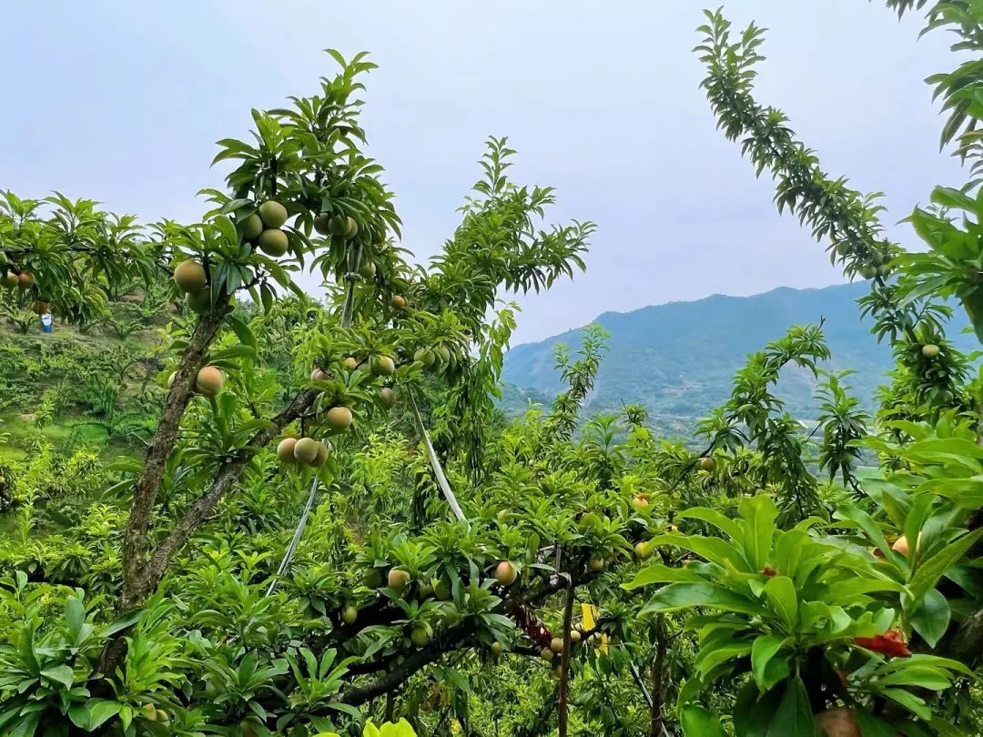 形状似桃果肉是李鲜甜多汁的江南名果嵊州桃形李上线每满生活平台