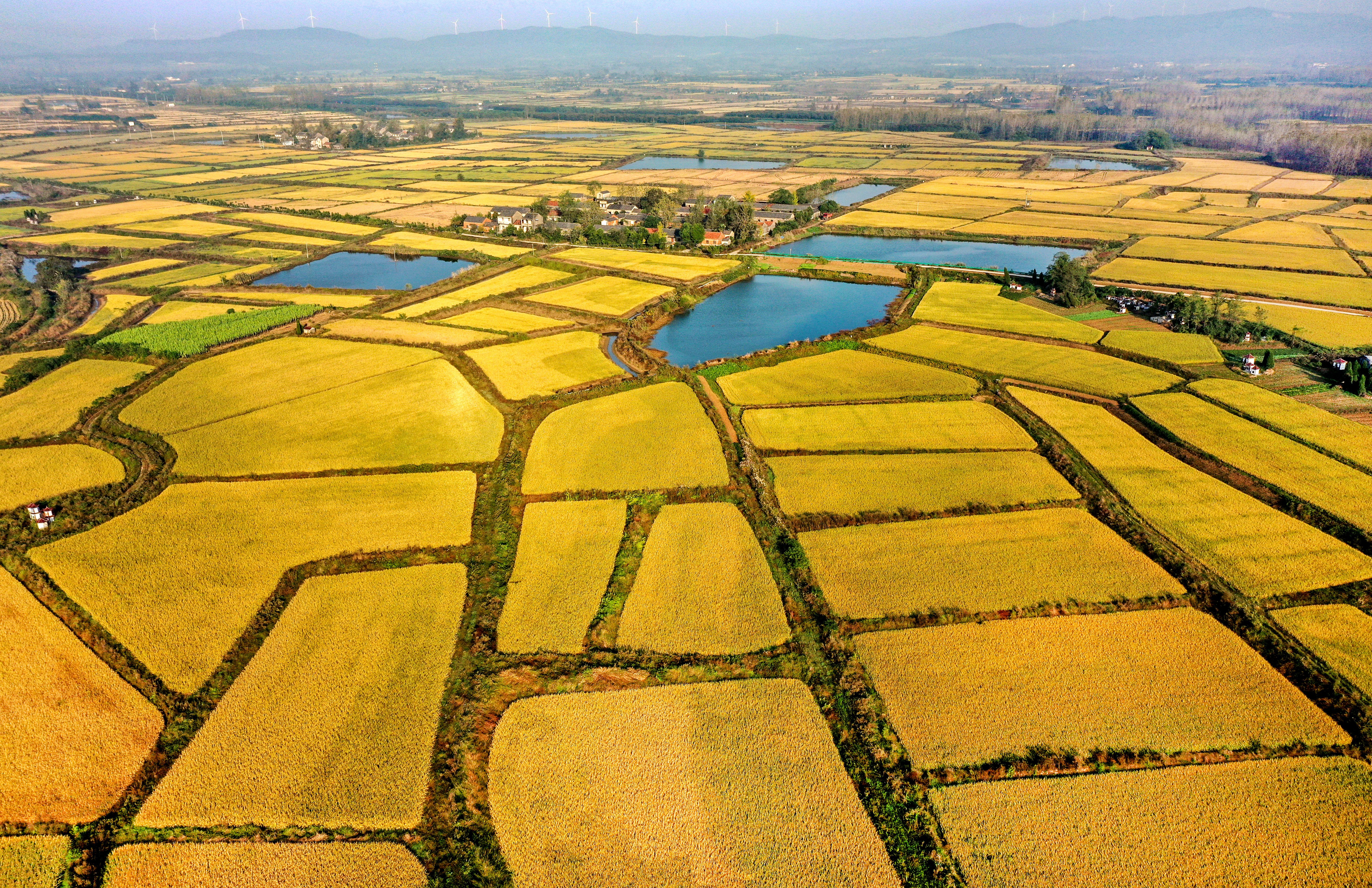 (新华视界)(3)安徽全椒:水稻丰收 遍地金黄