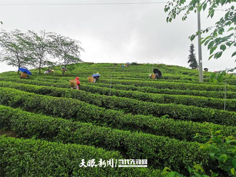 余庆县松烟镇:三产融合打通乡村产业振兴脉络