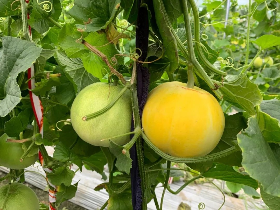 金山土生土长的北方甜瓜上市啦,你吃过吗