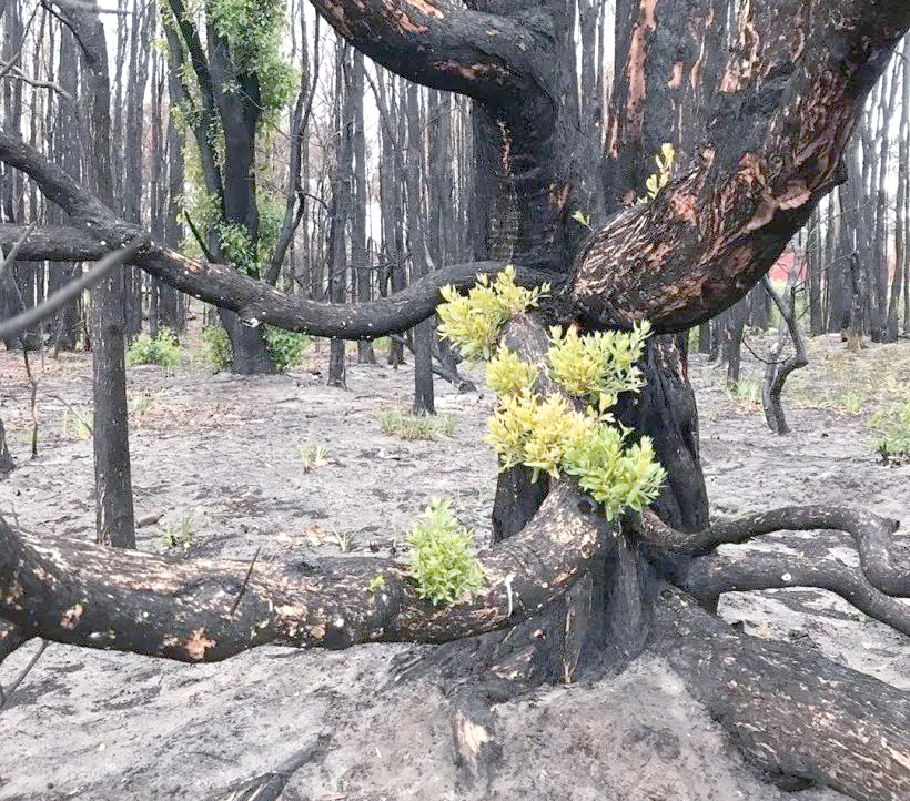 植物对空气的潜在污染:我们还应继续种树吗?