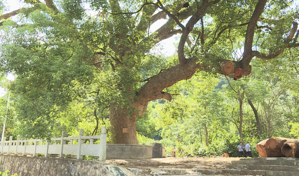内鬼勾结!广西龙山村"500年古树"被毁:未经许可,私自盗砍!
