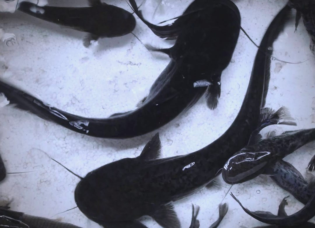 鲶鱼:被误解的"脏"鱼,真相揭秘