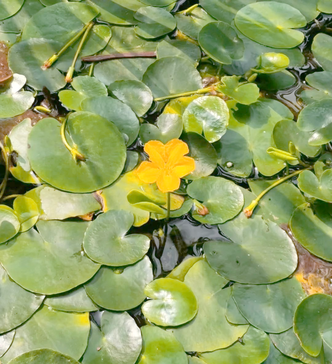 荇菜:一种具有多重价值的水生植物