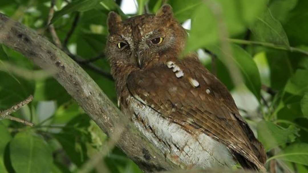 棒槌鸟的传说-民间故事