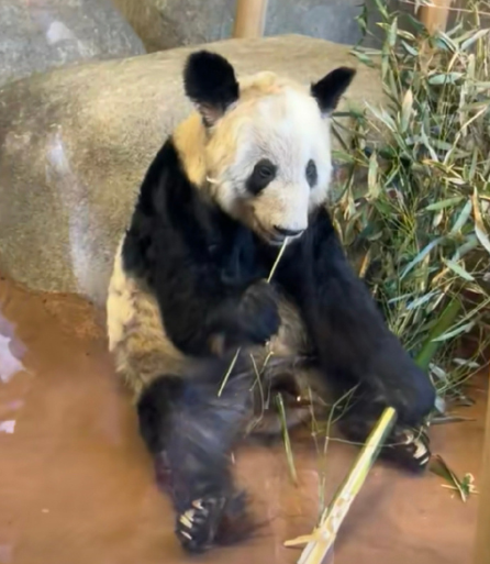 旅美熊貓丫丫慘遭虐待,骨瘦如柴還被電擊取卵,動物園惹網友暴怒