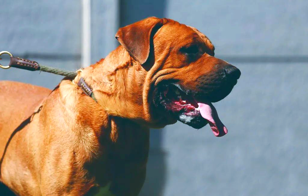 探究日本特色犬种