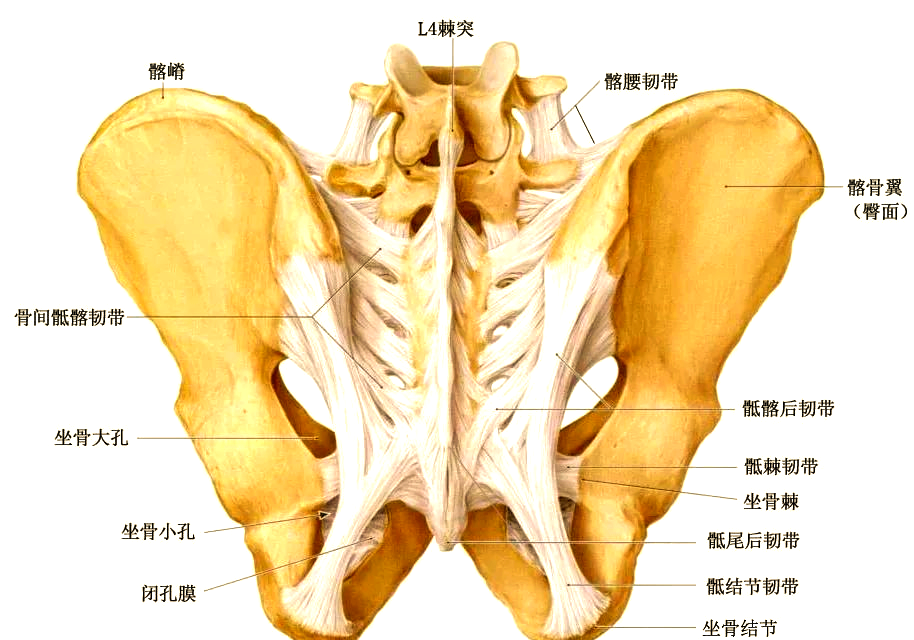 骶髂关节:腰痛背后的常见原因及详细解剖结构解析
