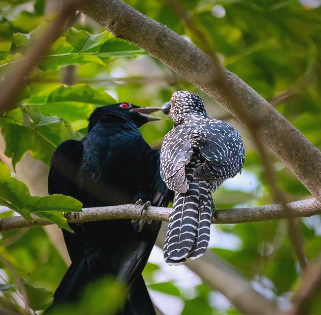 我的观鸟经历:记录噪鹃的恩爱时刻