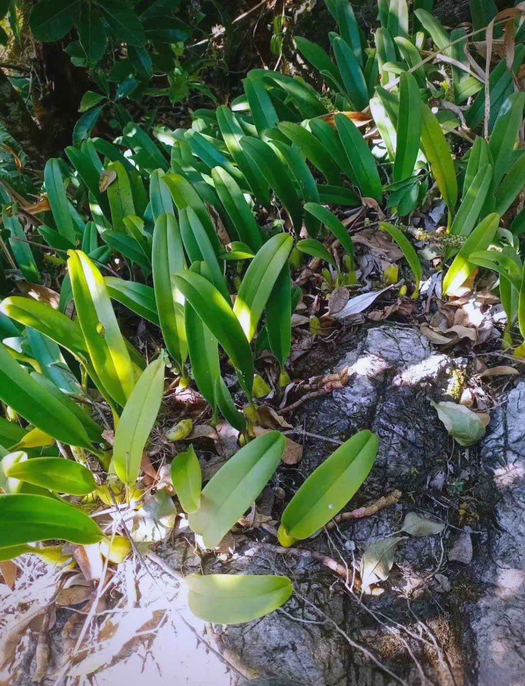 梳帽卷瓣兰:受保护的兰科石豆兰属植物