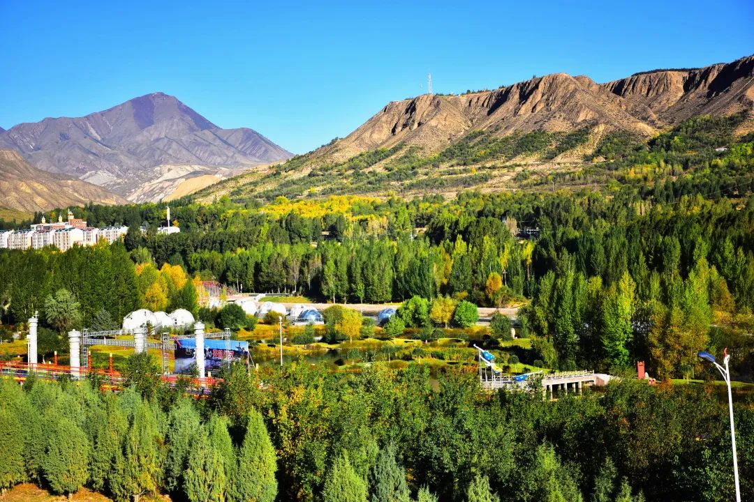 肃南美景 | 甘肃肃南:深秋那片桦树林惊艳了这个秋天