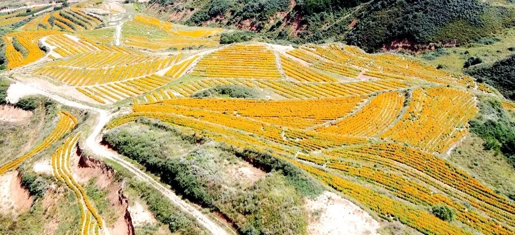 礼县马河乡图片