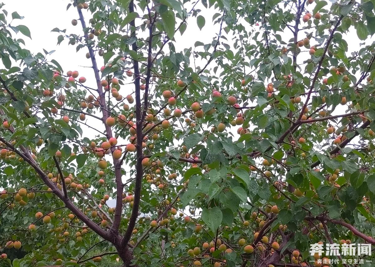 临夏唐汪川杏子图片