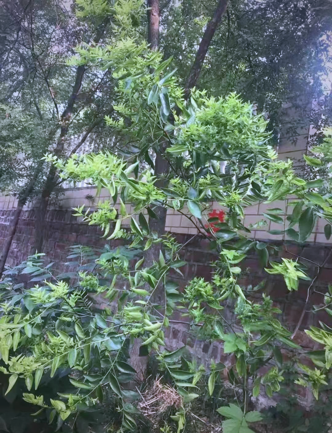 深入解析枣树顽疾