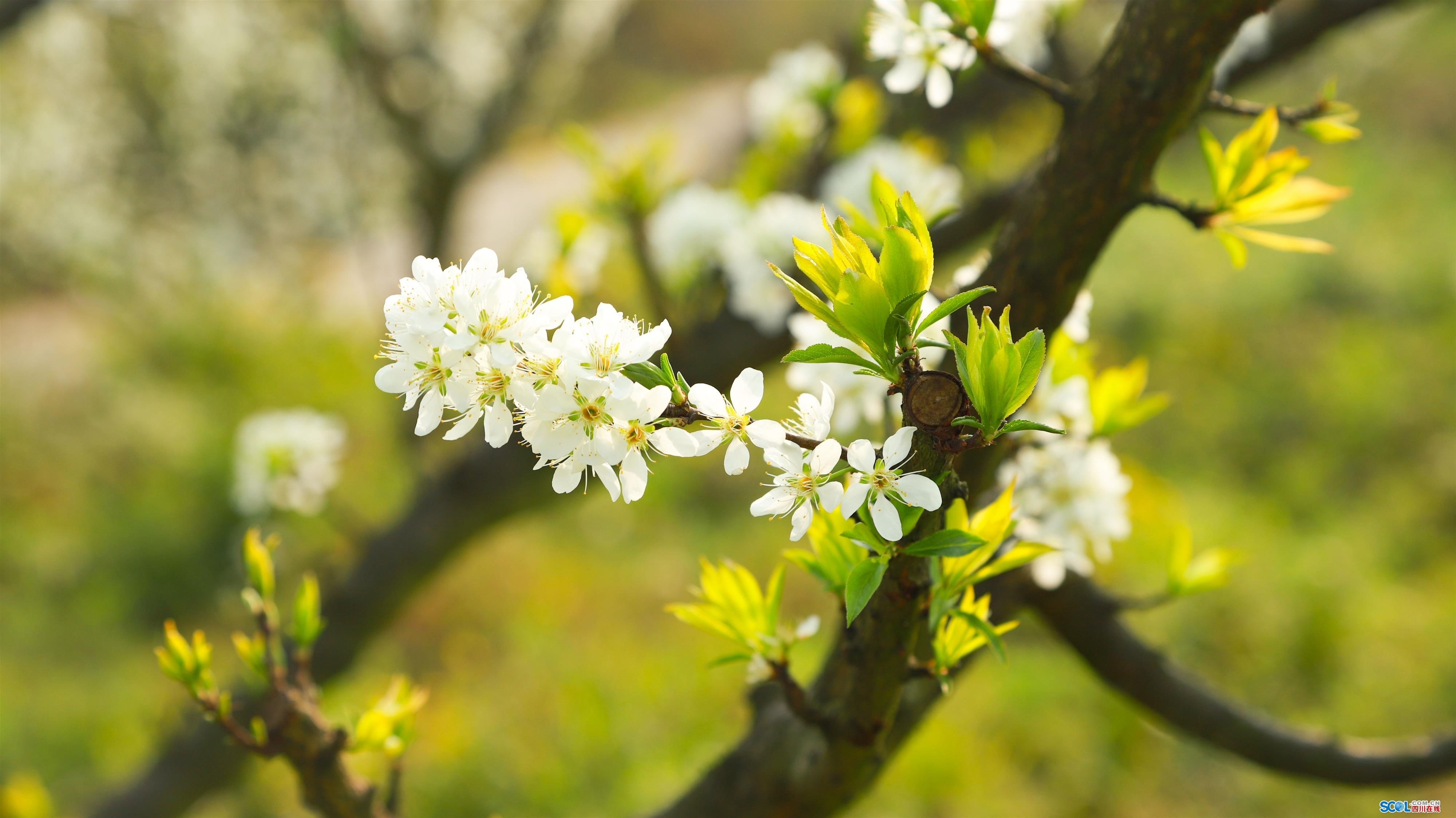 孕育丰收新希望 泸州古蔺蜂糖李花俏争春