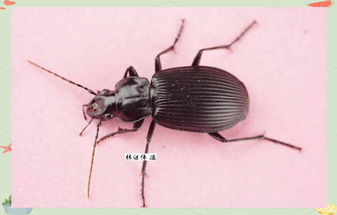 多种鞘翅目昆虫介绍及照片分享