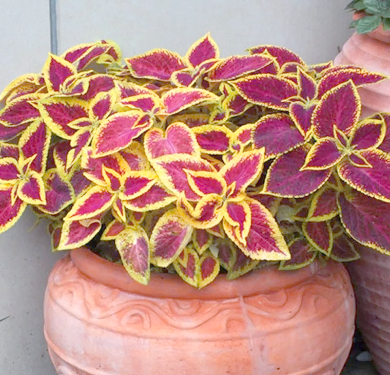 多种五彩斑斓的观叶植物,赏心悦目,值得一试!