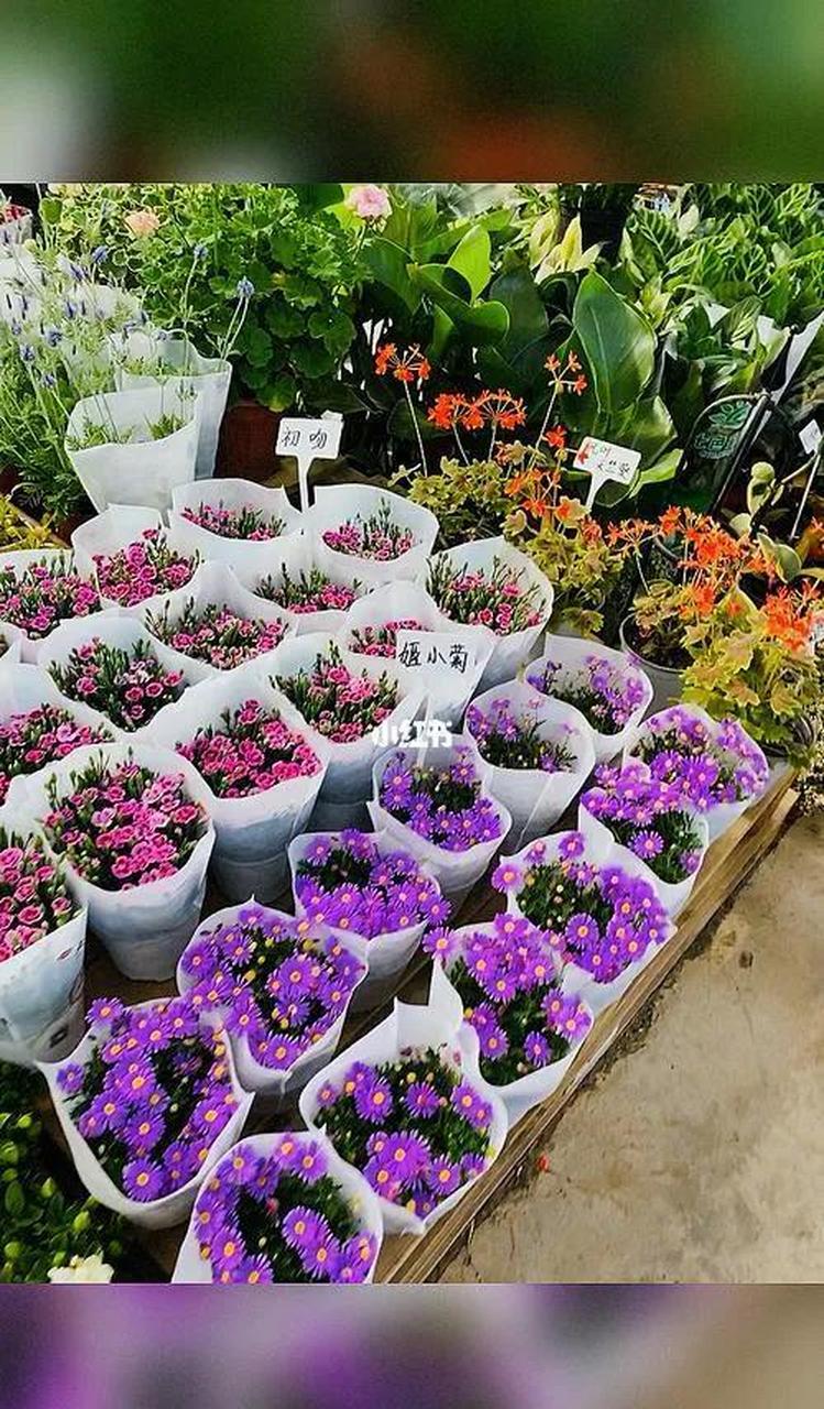 大连西郊园艺花卉市场 昨天是母亲节,一家人到日月明大酒店祝贺之后