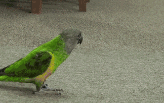 "鹦鹉热衣原体"的主要宿主虽然为鹦鹉科鸟类,但是鸡鸭等家禽也可以