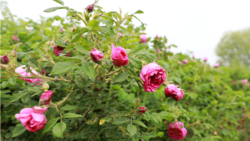 为题报道了位于门头沟区的妙峰山景区内,一处玫瑰园景点内玫瑰枯死