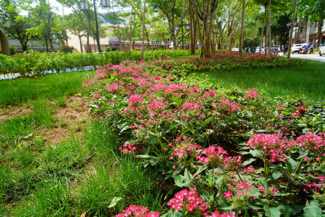 绿美孟连｜孟连又一个“口袋公园”上新！
