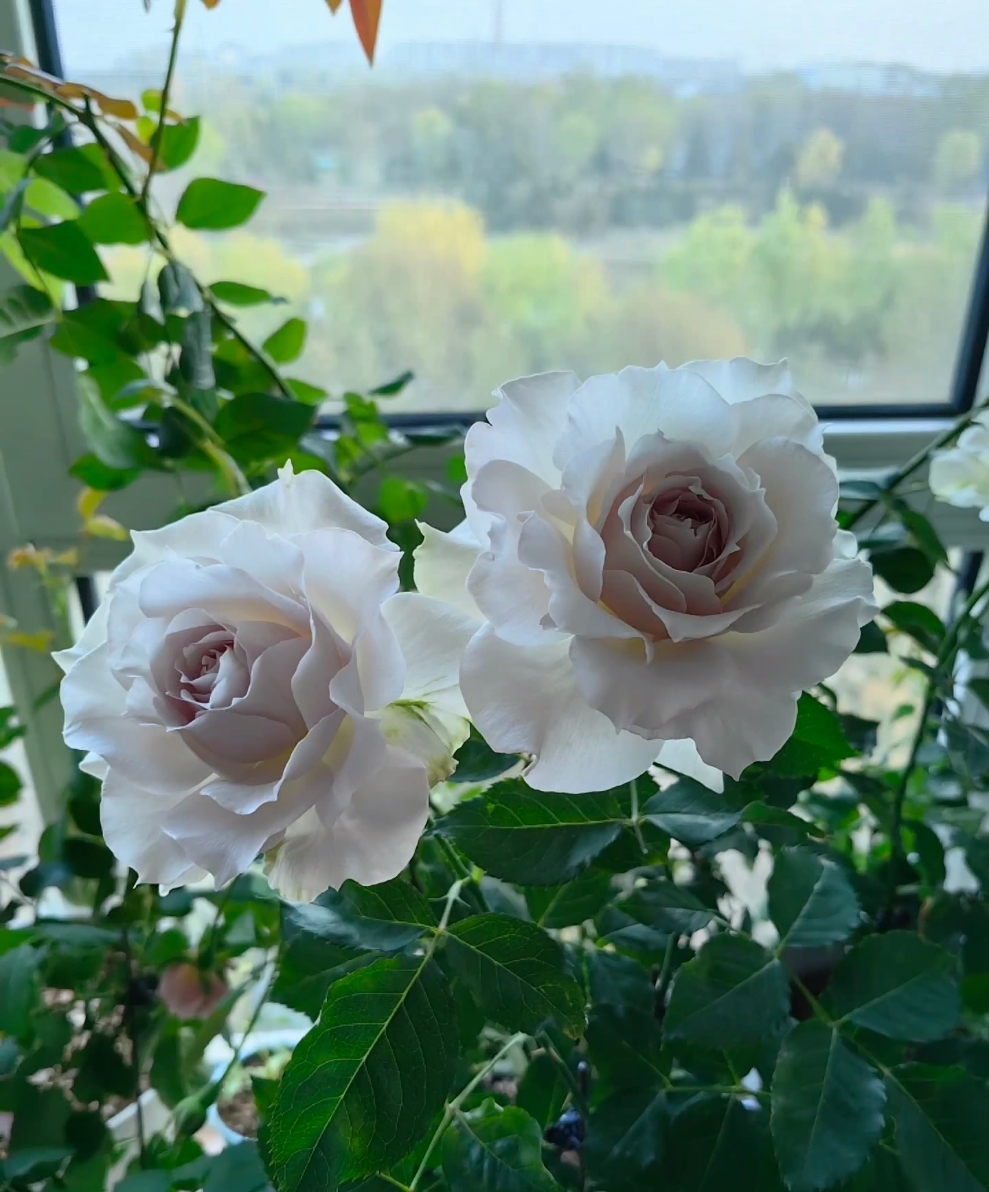 河本月季"莎菲天使",颜值高,香味足,多季绽放,夏花也漂亮!