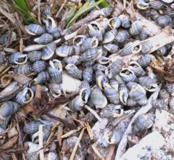 警惕:多种海螺中混有织纹螺,毒性极大且无解药