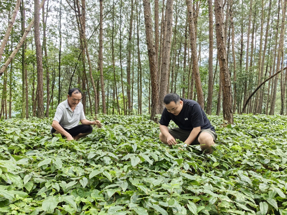 城口中药材向产而行 加速打造"大巴山药谷"
