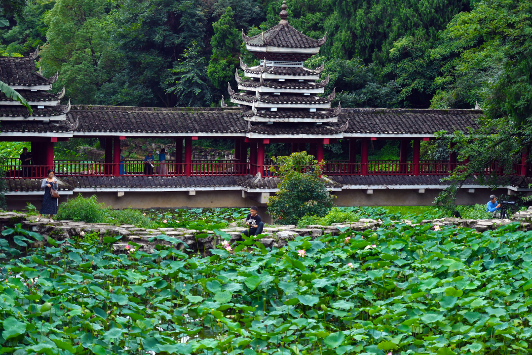 贵阳药用植物园 荷花盛开引客来