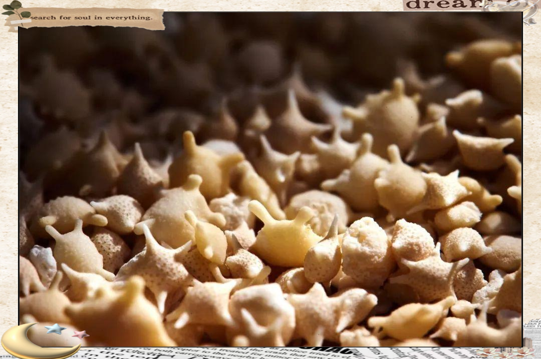 然而,这些我们称之为星砂的完美外壳,实际上是由一