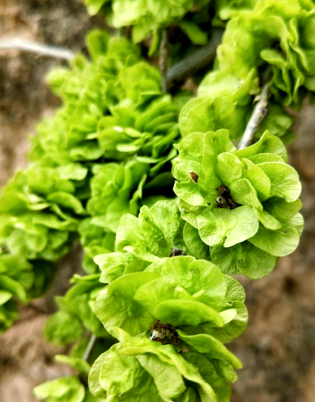 榆钱子:春日的美景与生命的启示