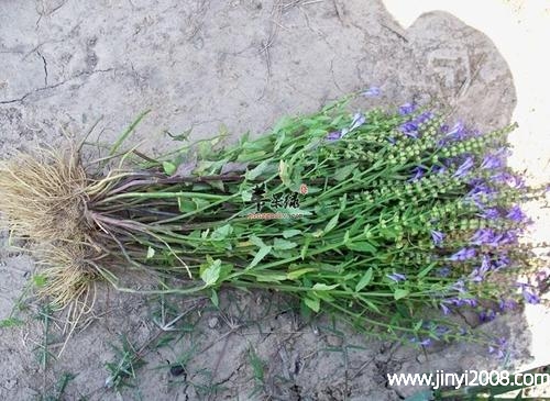 夏枯草洗澡可以治湿疹吗(夏枯草外用能止痒吗)