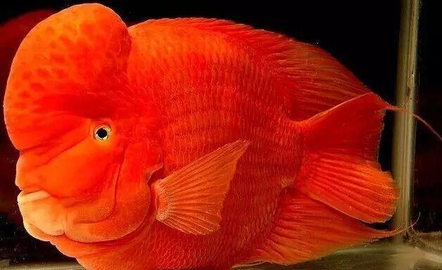 探秘红财神鹦鹉鱼的珍稀特性和饲养技巧