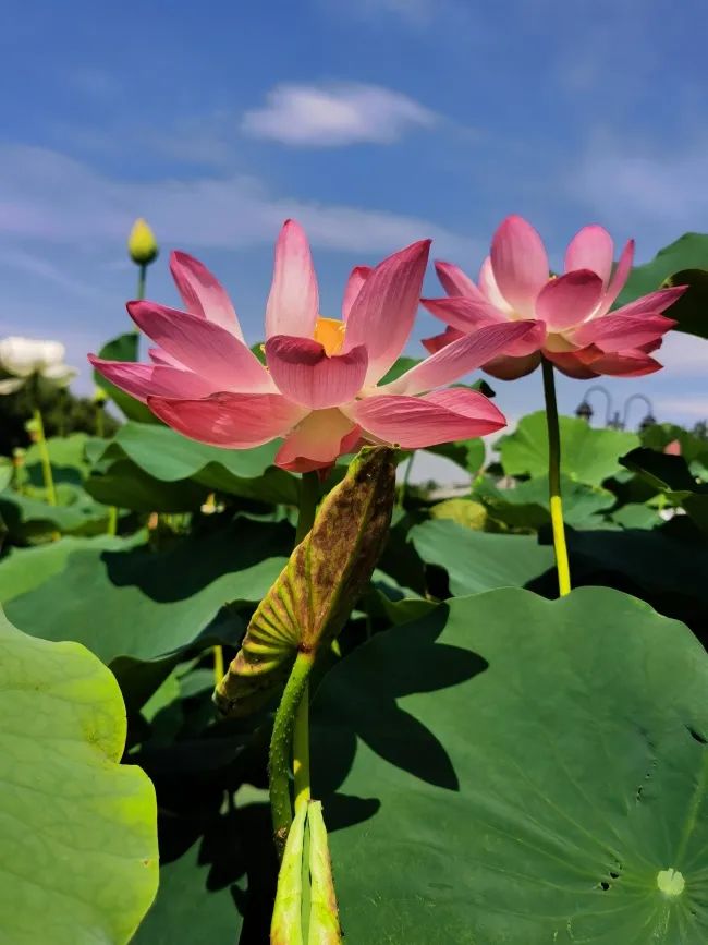 速来一睹风采:去年的"网红"圆明园古莲子今年又开花啦!