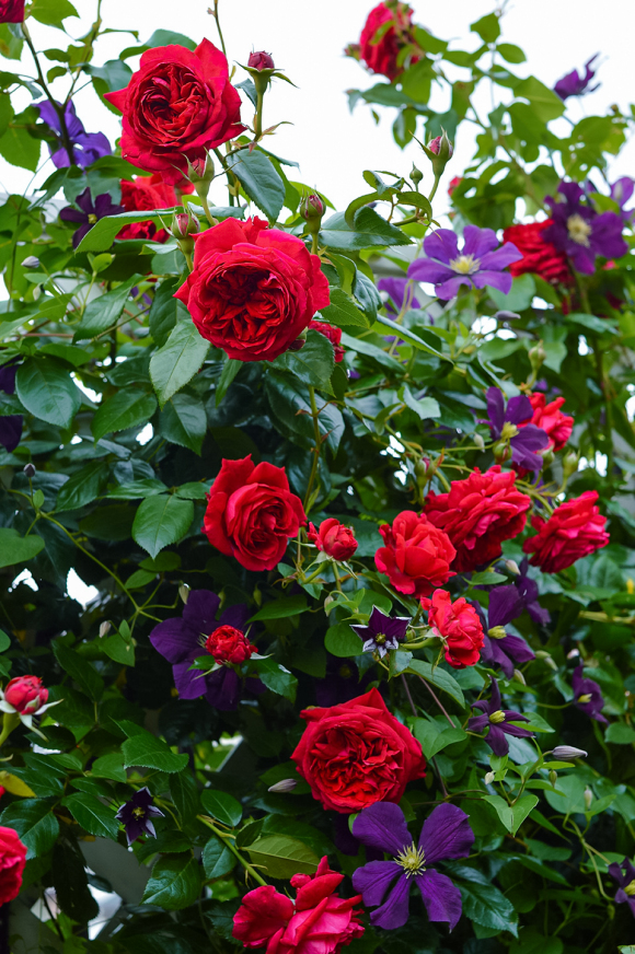 2012年正式推出市场,是一款经典的红色系灌木/藤本月季花,和红色龙沙