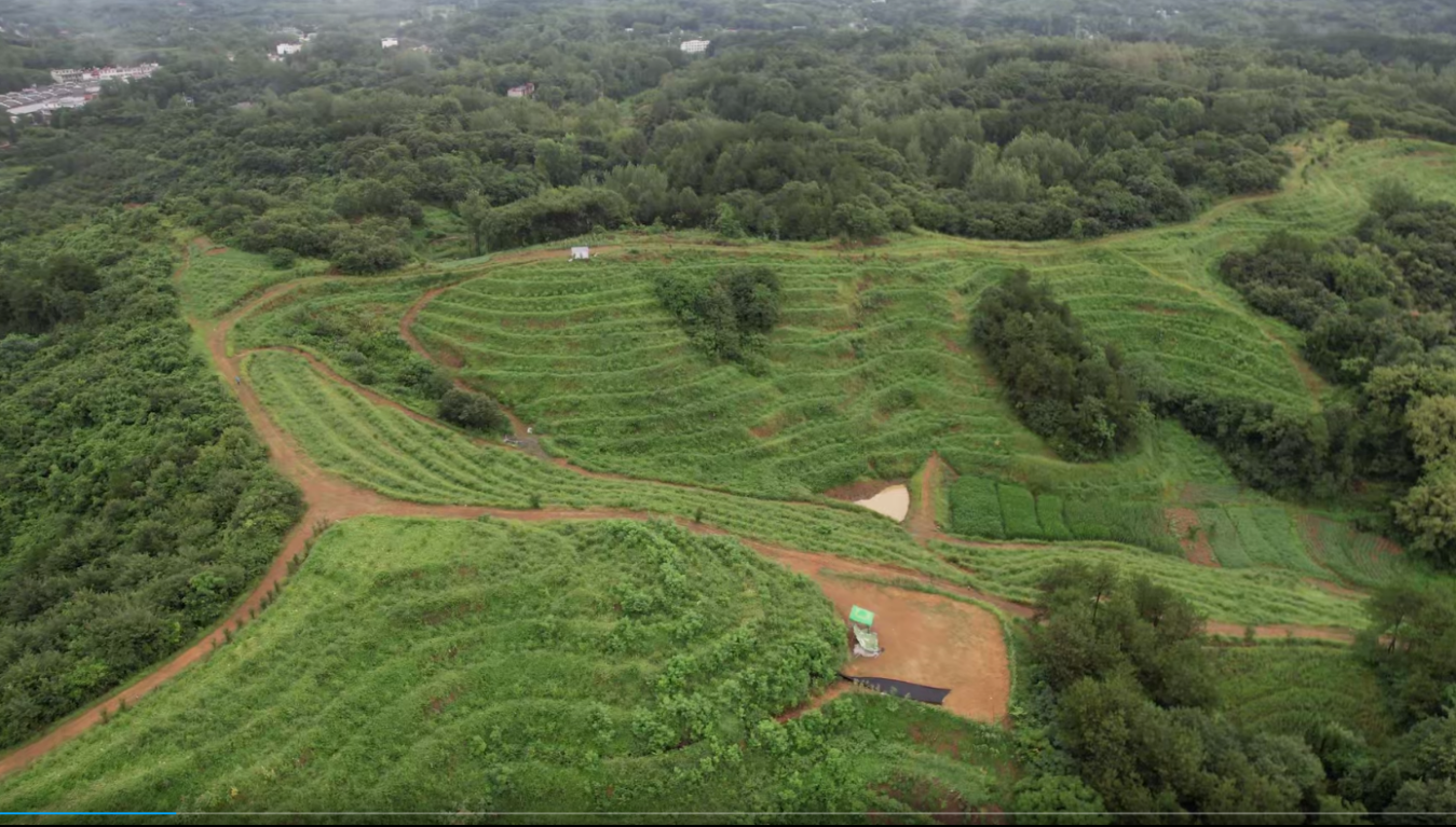 商城县汪桥镇:西瓜种植有"甜头" 集体经济有奔头