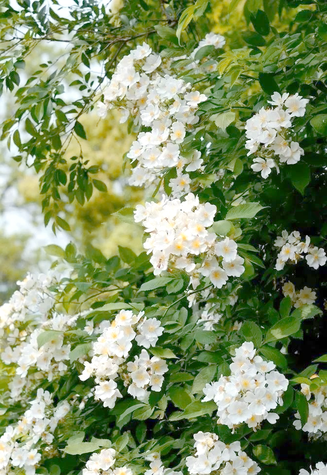 因此,荼蘼花开不仅代表着一种完结,更象征着感情的终结