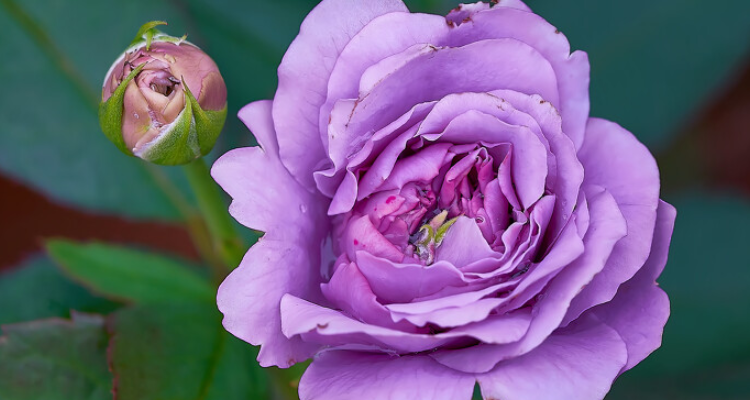紫色月季花有哪些品种