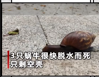 香港博士向3只蜗牛撒盐,涉嫌虐待动物被捕?网友震惊,不敢相信
