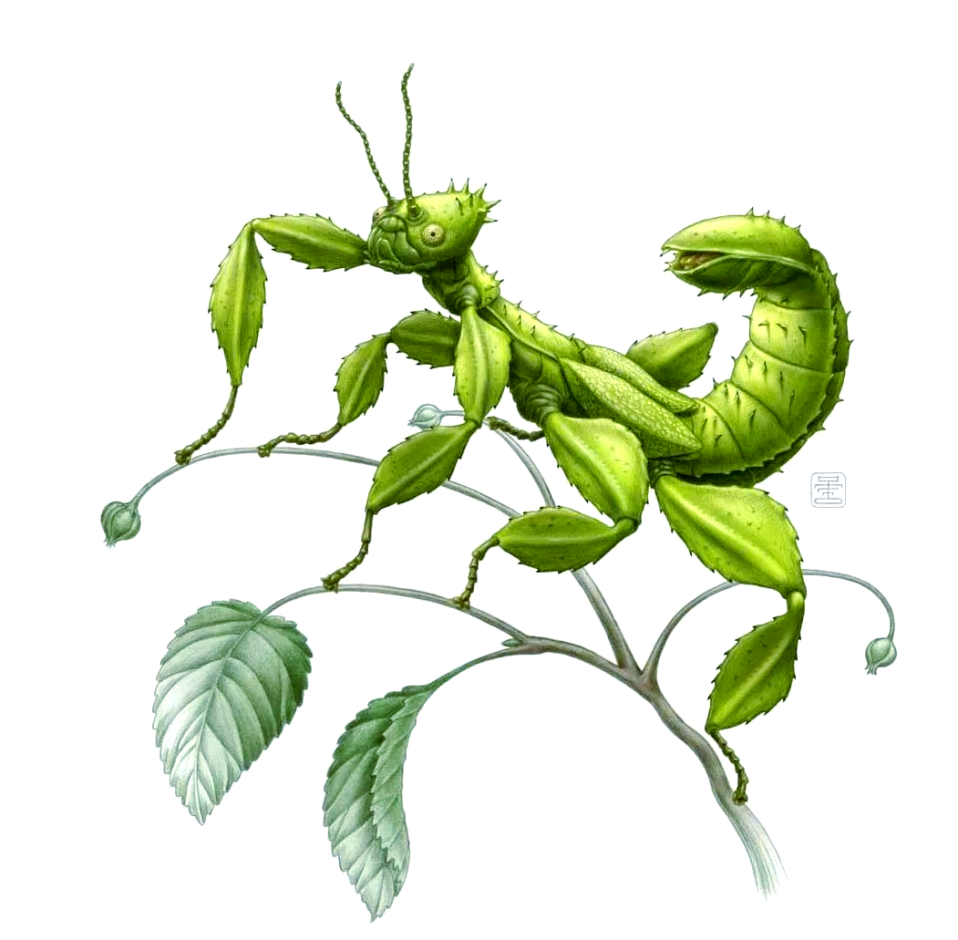 今年幽灵竹节虫强势回归,虫友们再不能错过它