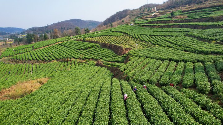 毕节金沙:山间"采茶忙" 山下"茶芳香"