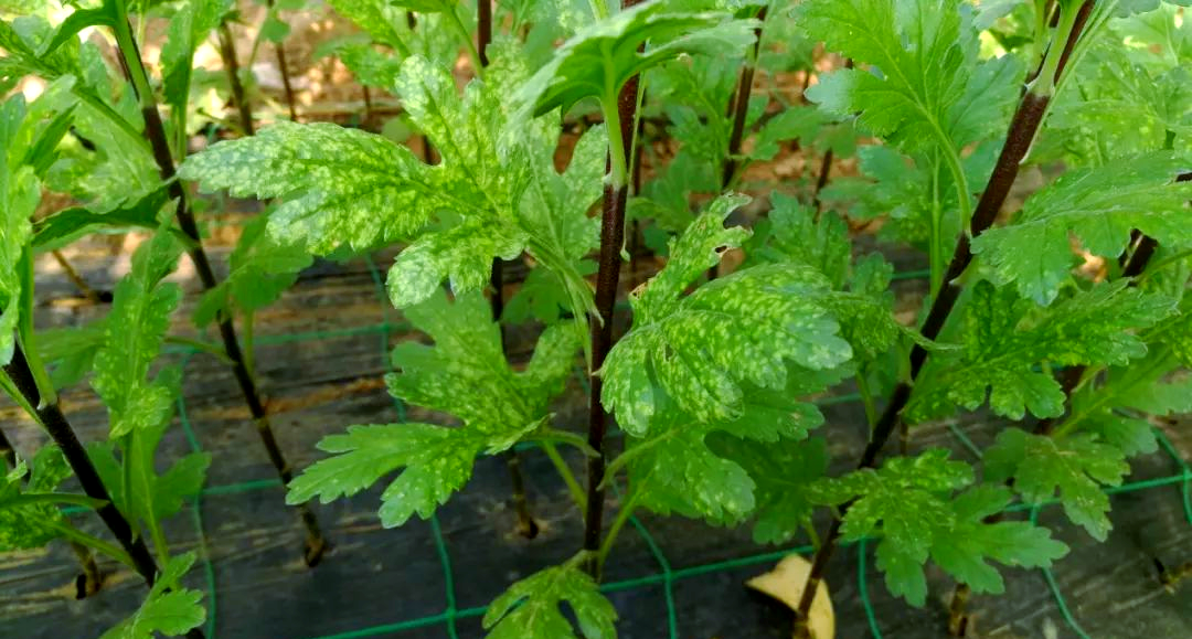 这种病害曾在全球范围内对菊花生产造成严重打击,上世纪90年代起,我国