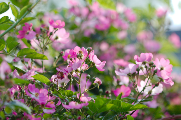 野生刺苔花图片