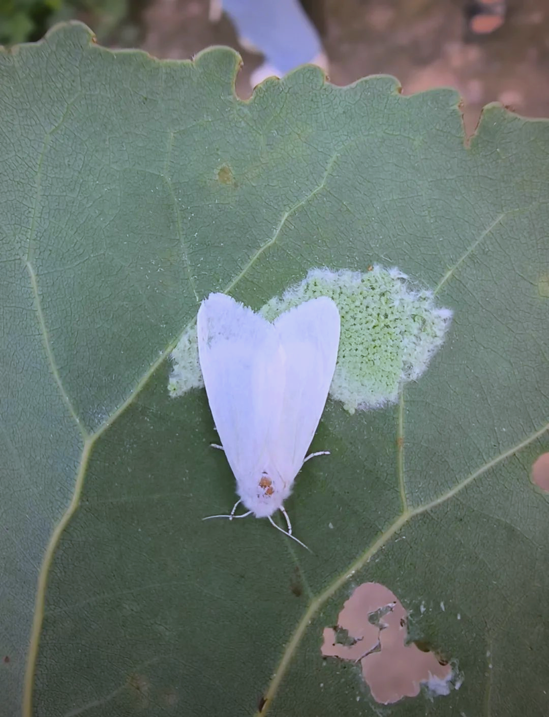 美国白蛾防治关键期,如何有效控制危害