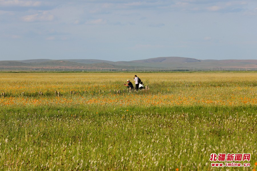 金莲川草原进入今夏最美盛花期
