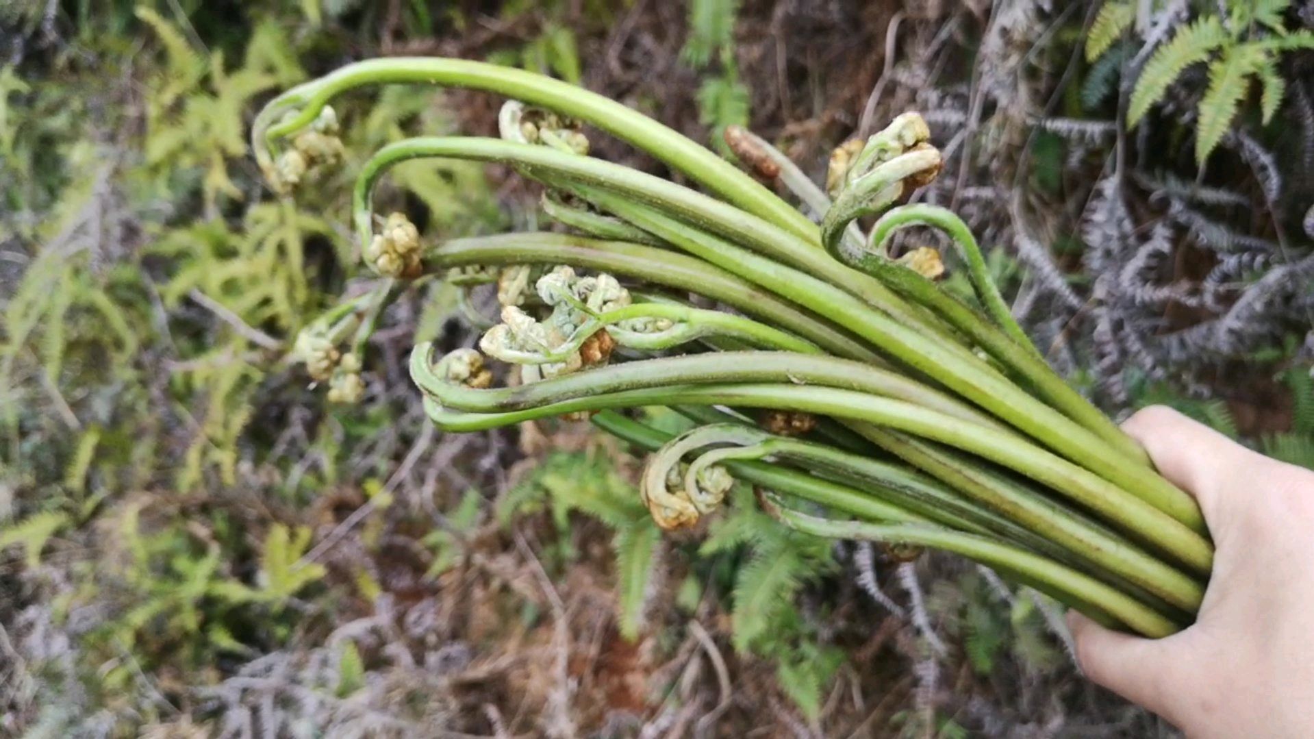 生于农村山上,是著名山珍野菜却被告知不能吃,殊不知价值极高