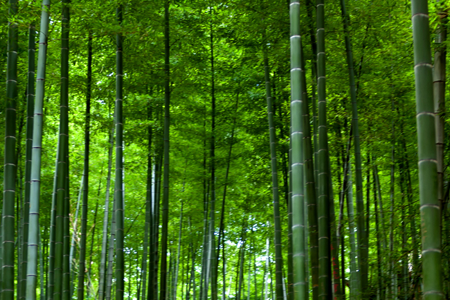 空心之竹不能成为栋梁,若无超凡本事必定不是圣者