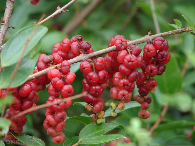 你吃过马桑籽吗?